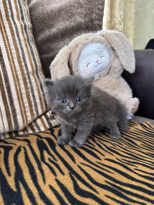 Котята 1 мес (девочки)