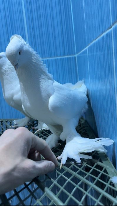 Продам Андижанских голубей