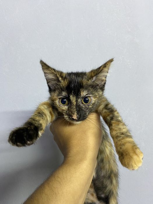 Отдам котят бесплатно