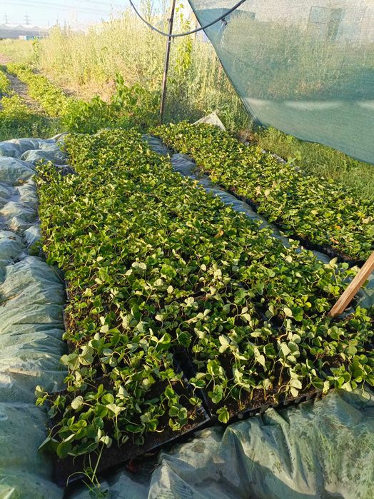 Клупнай кочат, рассада клубники