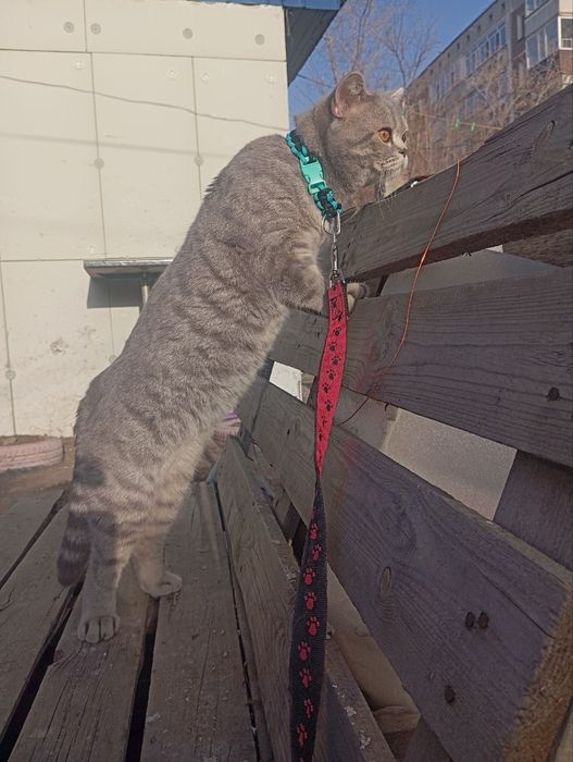 Кот на вязку/случку