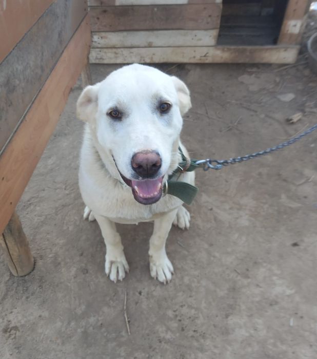 Собака породы лабрадор