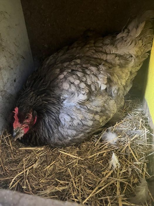 Курица квочка наседка