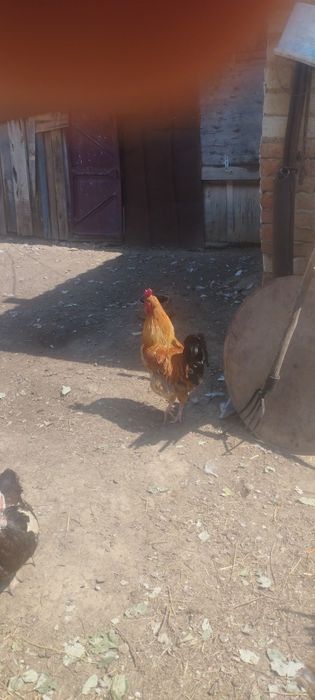 Продам     петуха