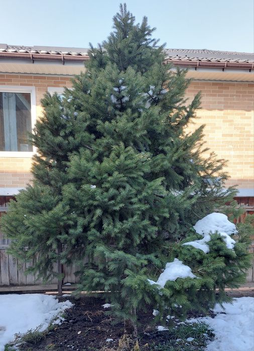 Продам  зеленую ель