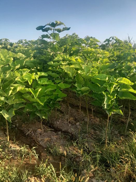 Саженцы все виды