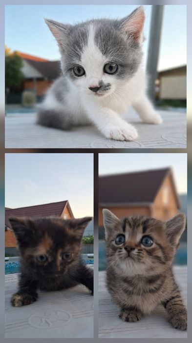 Британские котята