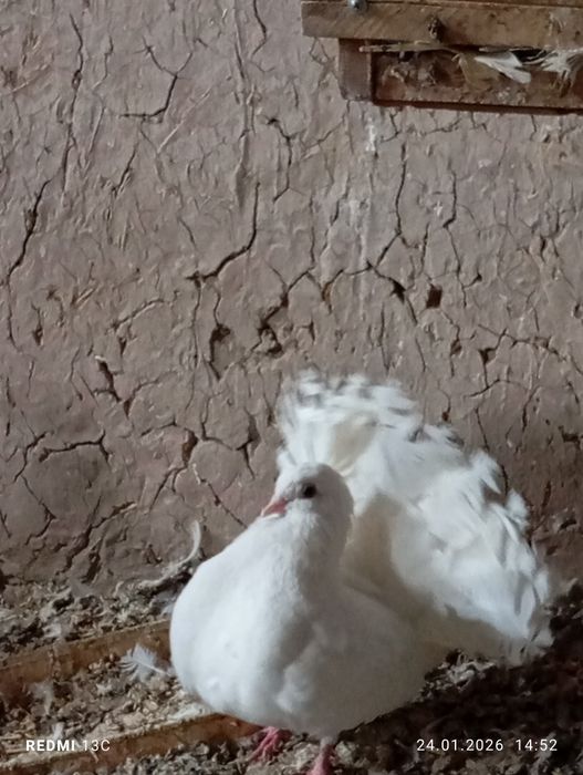 Павлин каптарлар сотилади