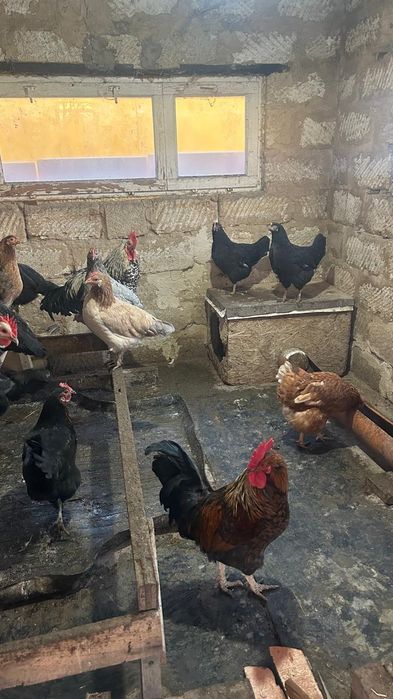 Продам курицы район гмз