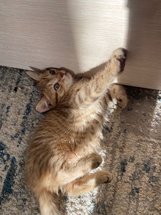 Продам очень красивого котика!в добрые руки!