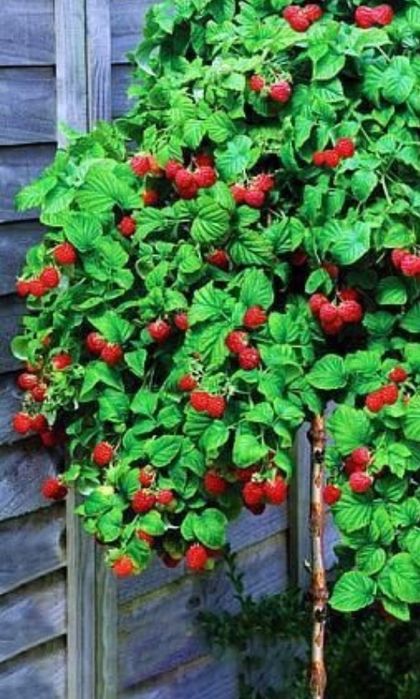 Zmeur De Tip Pomișor