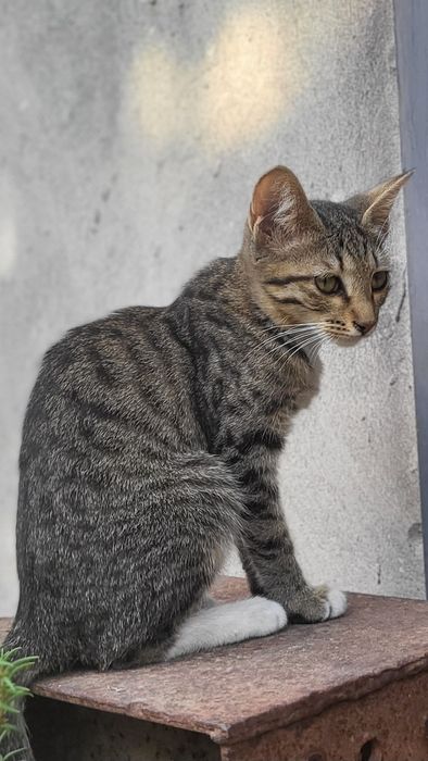 Котята в ответственные руки