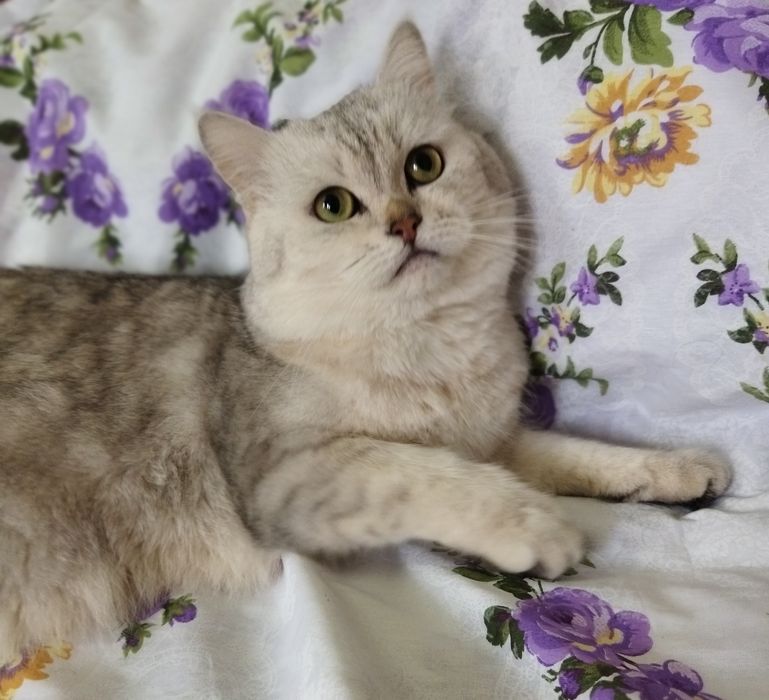 Вязка Juftlashuvchi mushuklar  кошек Шиншилла серебро