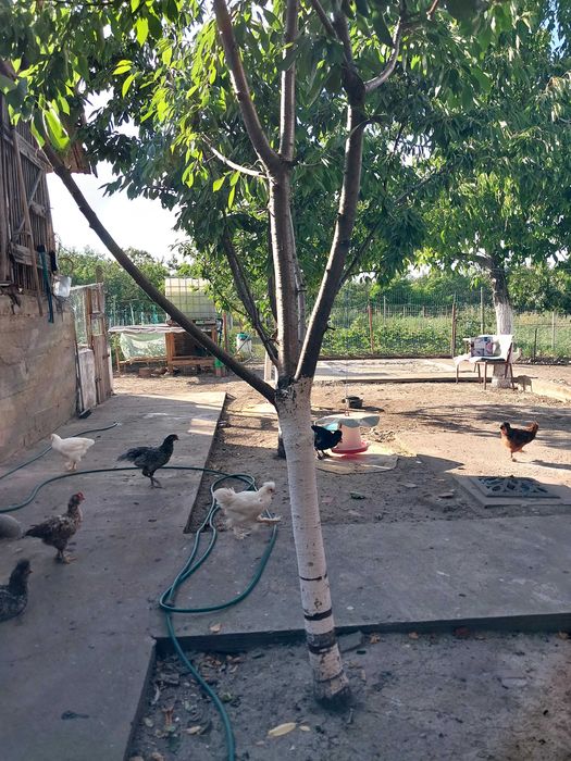 Casa de vânzare in Gurba com.Sicula județul Arad
