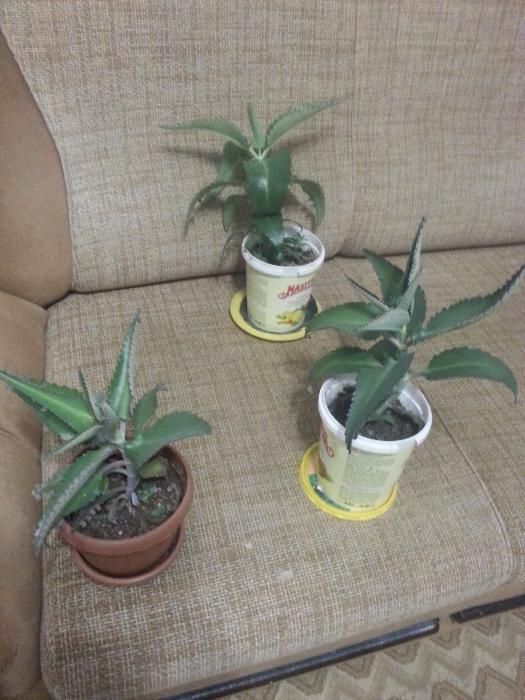 Продам каланхоэ