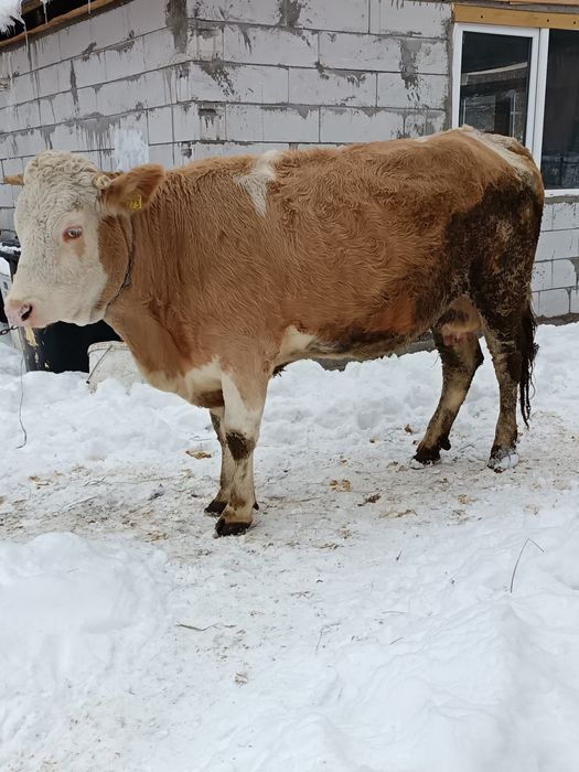 Vând vacă de patru ani