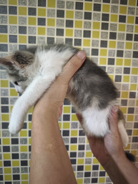 Котенок девочка в добрые руки