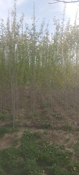 Терек көшет бар хабарласынздар