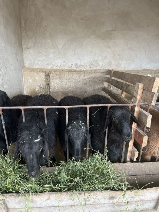 кошкарлар сатылади