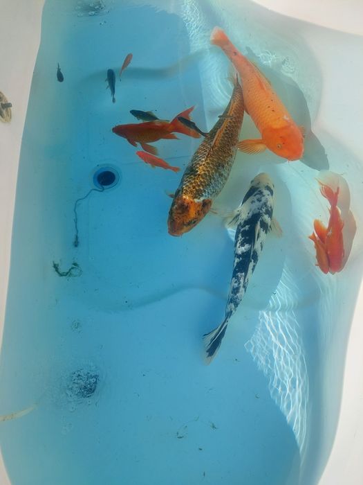 Vând pești crap koi, caraș