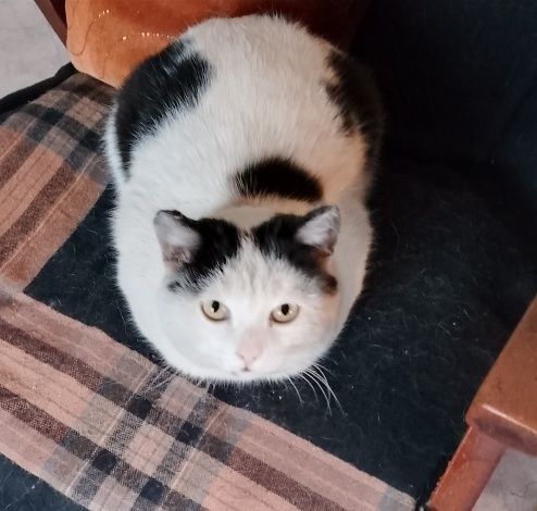 Молодой котик ищет дом.