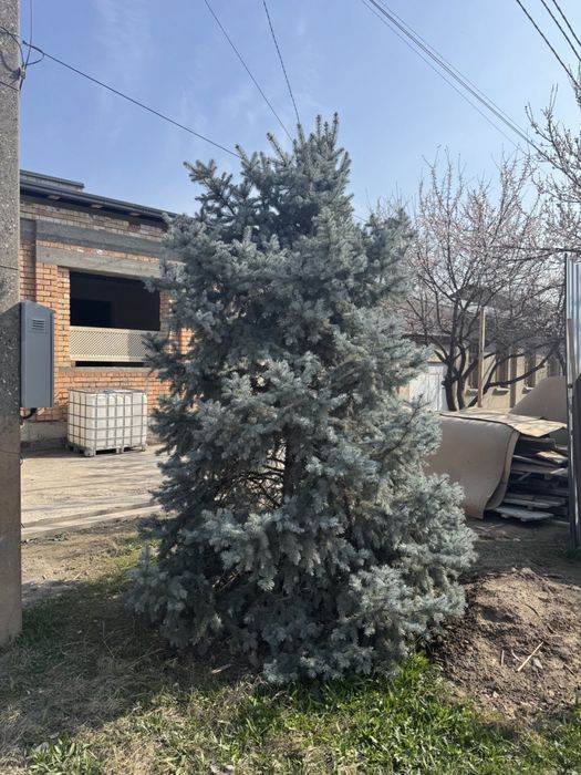 Продается голубая ель 4 метра. Ko’k archa sotiladi