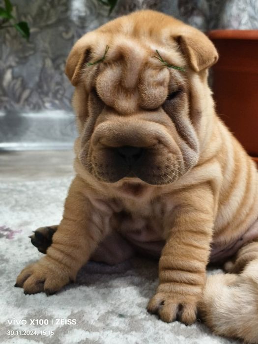 Очаровательные щенки шарпея.