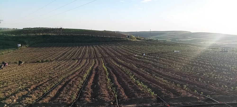 Халол Музорабага инвестор керак