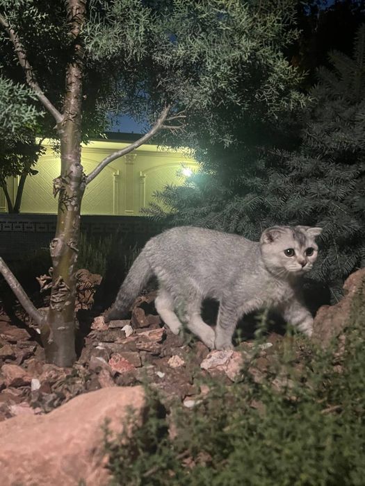 Yalangoch nemis ayollar porno video