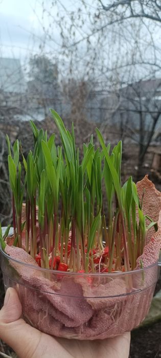 Семена кукурузы жугери тукымы