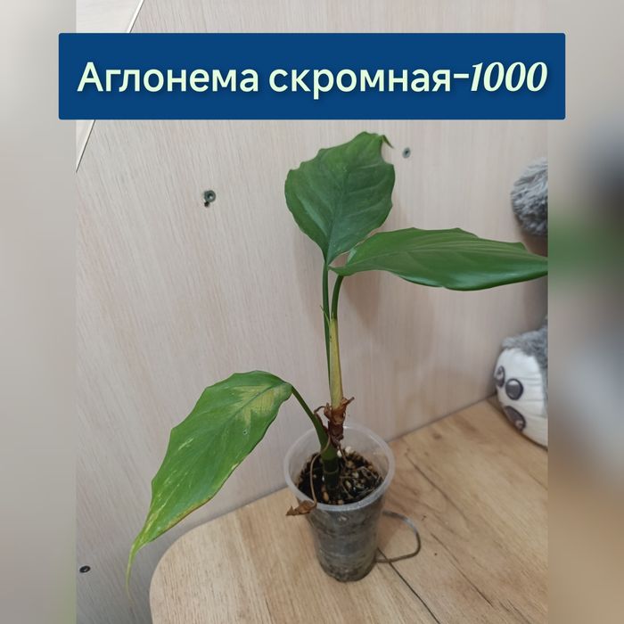 Комнатные цветы недорого
