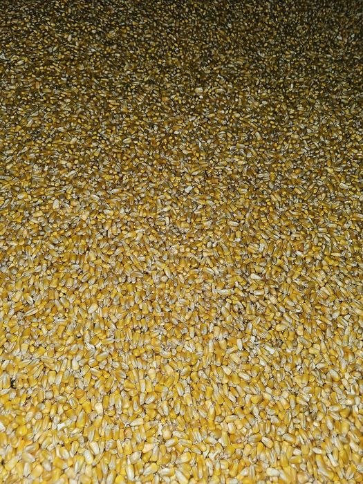 Porumb, mazăre, orz, grâu, floarea-soarelui