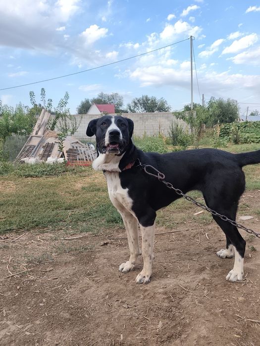 Продается казахский тобет