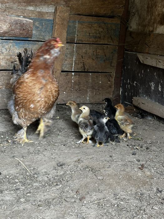 Продам цыплят брама