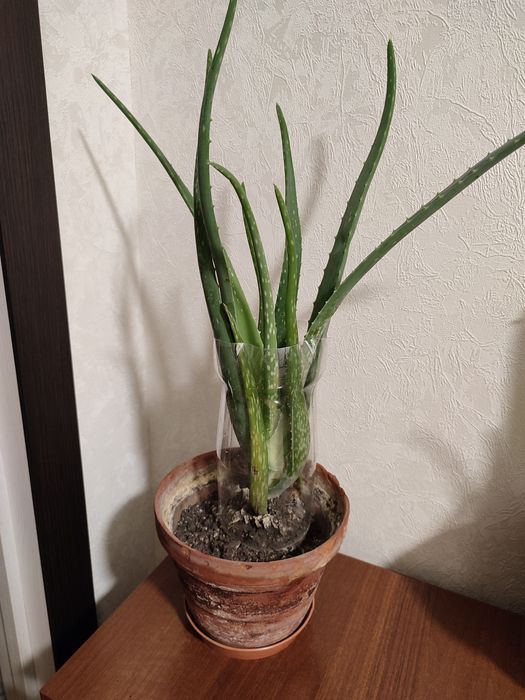 Лекарственная Алое вера разные