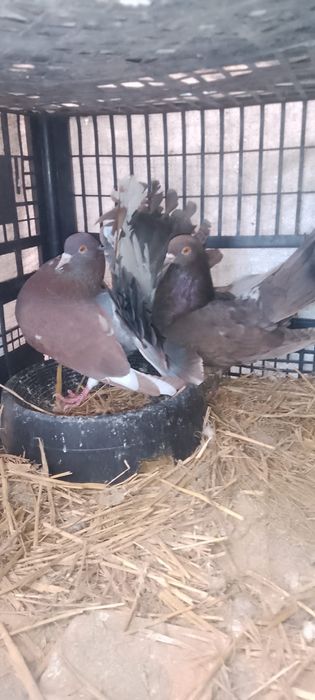 Vând porumbei, diferite rase!