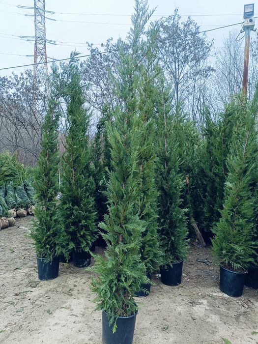 Leylandi gard viu veșnic verde