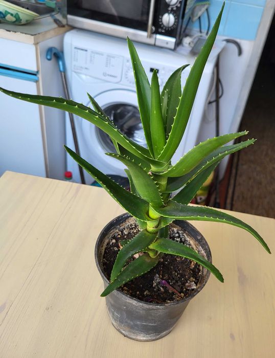 Цветя алое вера индрише дървото на живота красива лилава детелина