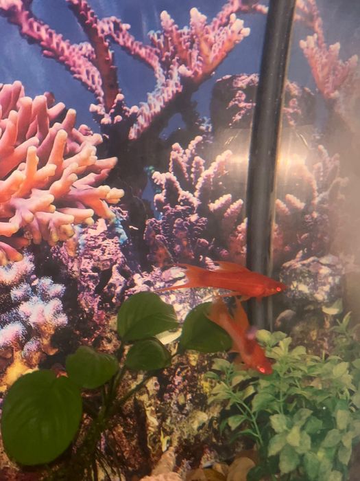 Аквариум с рыбками