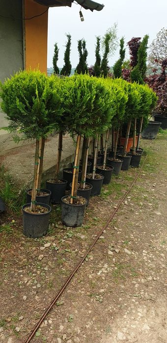 Arțar japonez Tuia smarald