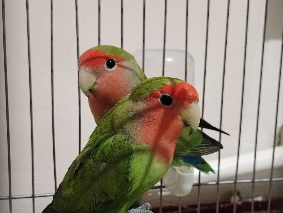 Тути куш, попугай, неразлучник сотилади