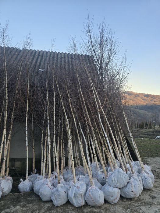 Copacii ornamentale 
Mesteacăn și tei la diferite mărimi si distribuim