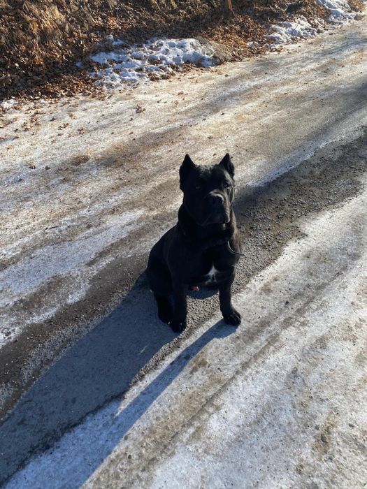 Вязка Кане Корсо