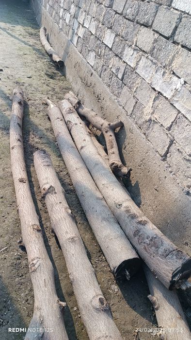 Павлония дарахт сотилади