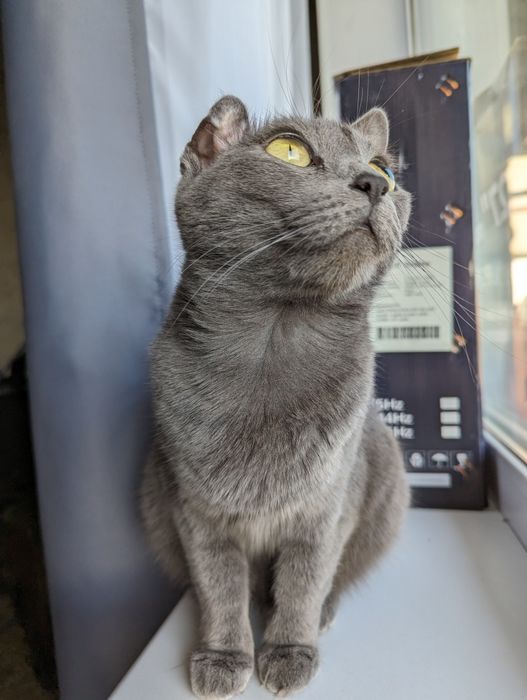 Отдам кошек бесплатно