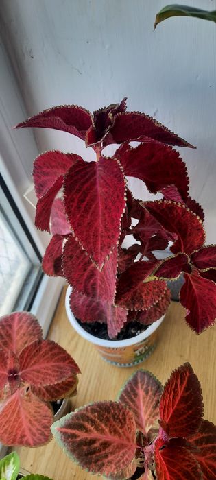 Комнатные цветы молодые