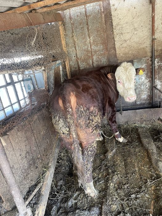 Продаю быков на мясо ,