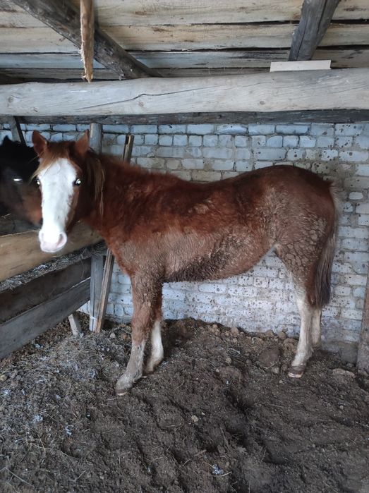 Семіз байтал сатамын