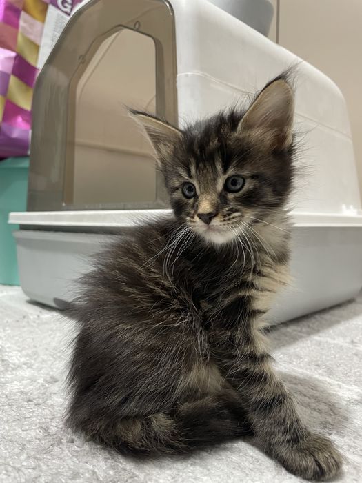 Котята мейн куна 100к