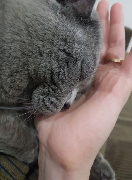 Вязка кота британца опытный!